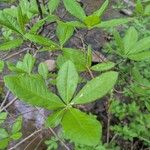 Rhododendron canescens Yaprak