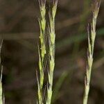 Festuca maritima Fruto