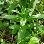 Epilobium tetragonumBlad