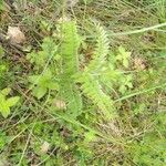 Vicia incana Frunză