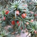 Taxus cuspidata Fruitua