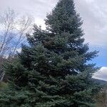 Abies concolor Costuma