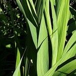 Gladiolus dalenii Frunză