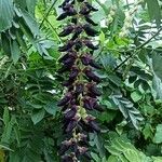 Mucuna pruriens Blüte