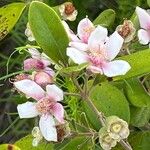 Rhodomyrtus tomentosa Flors