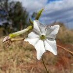 Nicotiana longiflora Kwiat