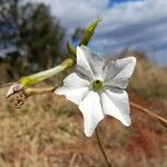 Nicotiana longiflora Кветка