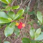 Arbutus unedoΦρούτο