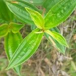 Miconia ciliata Leaf