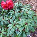 Rhododendron strigillosum Fulla