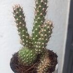 Cylindropuntia fulgida Folha