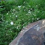 Silene armeria Costuma