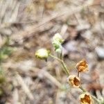 Tuberaria guttata Muu