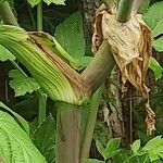 Angelica atropurpurea Corteza