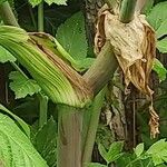 Angelica atropurpurea Cortiza