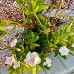 Catharanthus coriaceus ফুল
