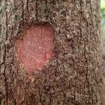 Cunonia balansae Corteza