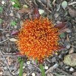 Scadoxus puniceus Цвят