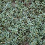 Sesuvium portulacastrum आदत