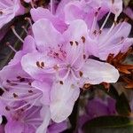Rhododendron siderophyllum Fiore
