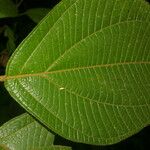 Loreya mespiloides Frunză