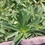 Digitalis ferruginea Blatt