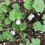 Malva neglecta Blomma