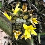 Curculigo capitulata Flower