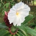 Cheilocostus speciosus 花