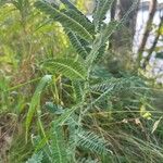 Amorpha canescens Blad