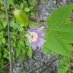 Passiflora incarnata Kukka