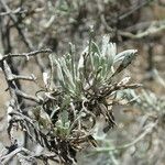 Artemisia tridentata Muu