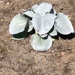 Senecio candidans Hostoa
