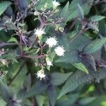 Ageratina altissima Çiçek