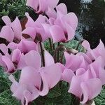 Cyclamen persicum Flors