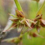 Juncus capitatus 花