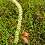 Schoenocaulon officinale Flor