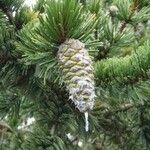 Pinus aristata फल