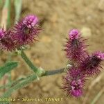 Turgenia latifolia Ostatní