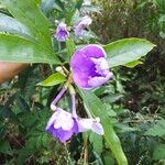 Brunfelsia grandiflora Kvet