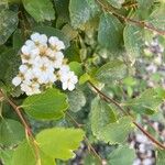 Spiraea × vanhoutteiBlomst