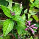 Cuphea racemosa Flower