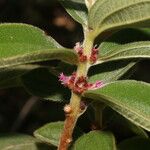 Miconia sericea List