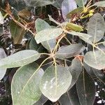 Tabebuia pallida Blatt