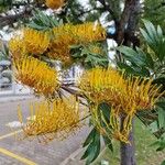 Grevillea robustaFlor