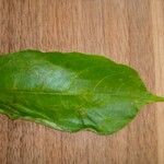 Terminalia superba Hoja
