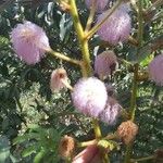Mimosa pigra Blomst