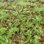 Eustachys paspaloides Flower