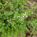 Galium albumFlower