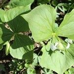 Trillium flexipes Habitus